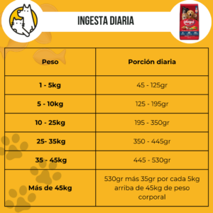 Dogui adulto - Image 3