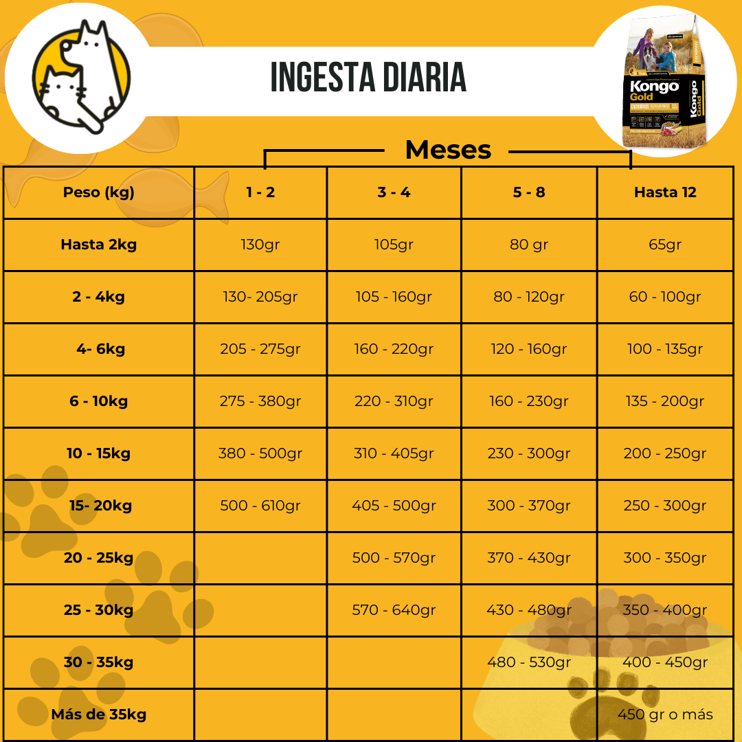 Kongo gold cachorro ID