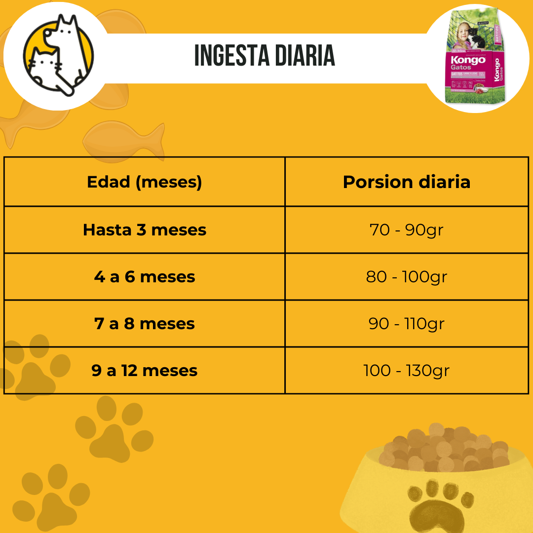 Kongo kitten ID